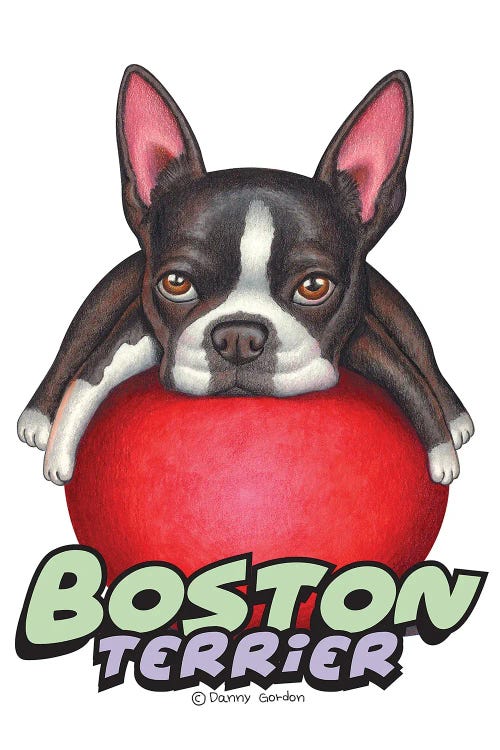 Boston Terrier Red Ball