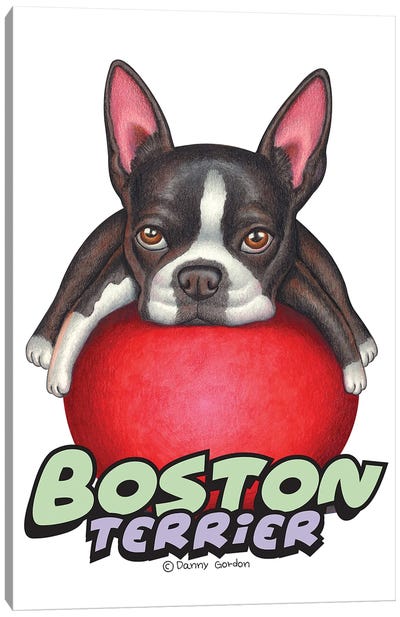 Boston Terrier Red Ball Canvas Art Print - Danny Gordon