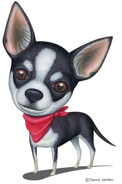 Chihuahuas: Black And White Chihuahua Red Bandana by Danny Gordon