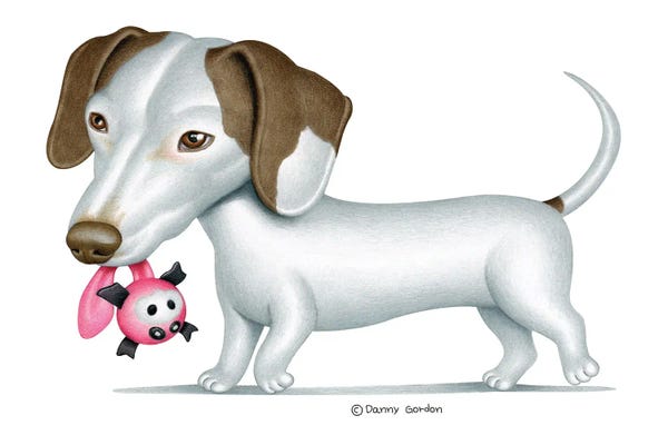 Dachshunds: White Dachshund Walking by Danny Gordon