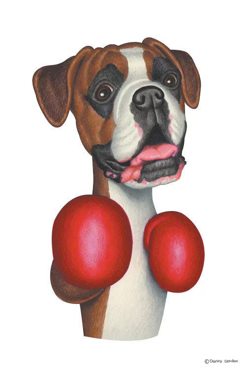 Boxer Boxing