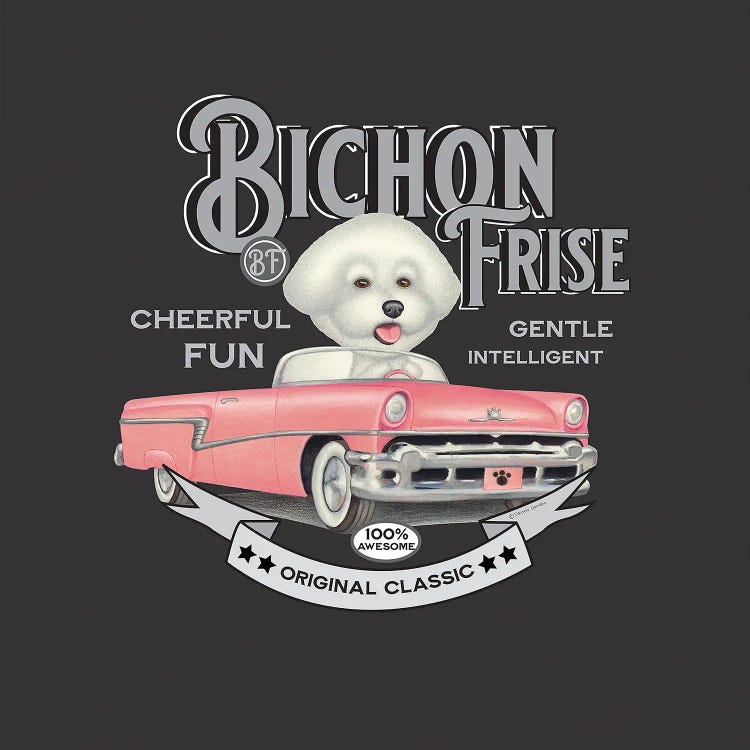 Bichon Frise In Pink Car Vintage