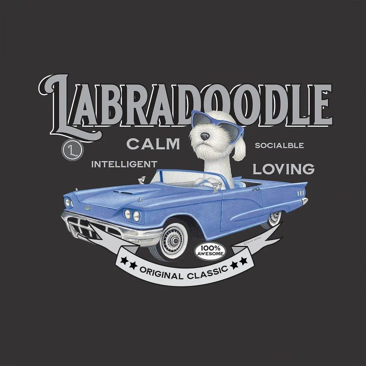 Labradoodle In Blue Car Vintage