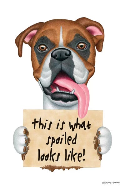 Boxers: Boxer Spoiled Looks  Like by Danny Gordon