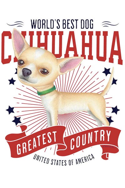 Chihuahuas: Golden Chihuahua USA by Danny Gordon