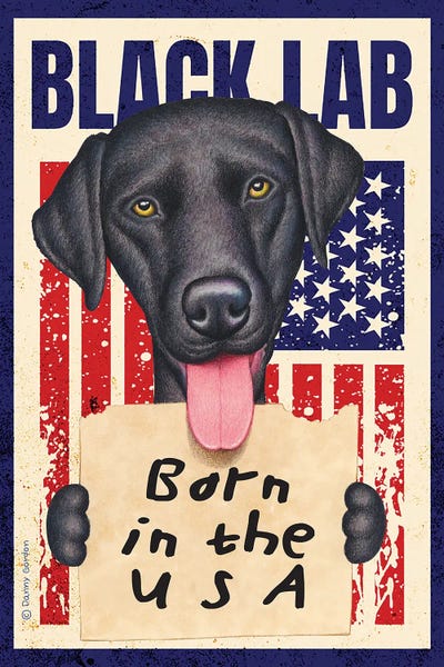 Black Lab Born In USA Flag by Danny Gordon framed wall art