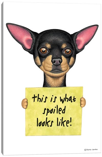 Chihuahua Spoiled Looks Like Canvas Art Print - Danny Gordon