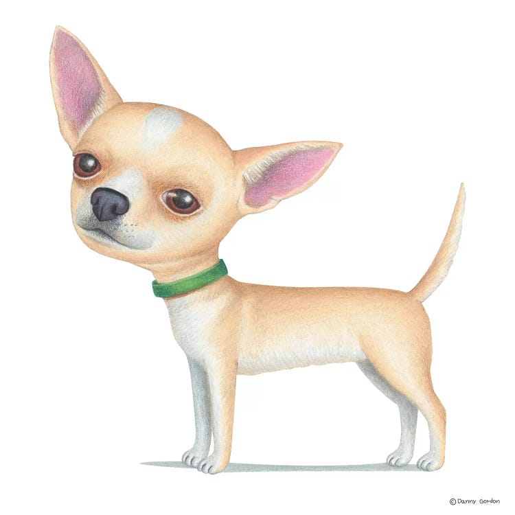 Chihuahua Tan by Danny Gordon wall art