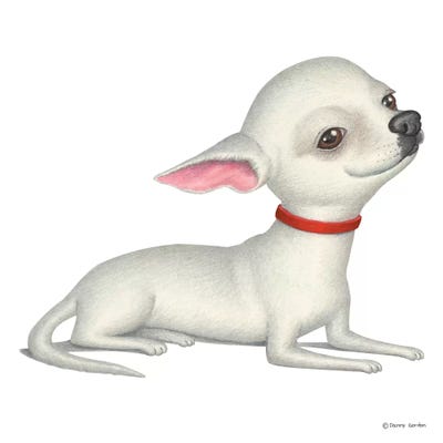 Chihuahua White by Danny Gordon metal wall art