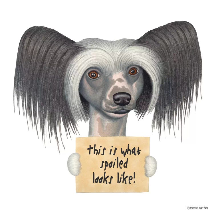 Chinese Crested