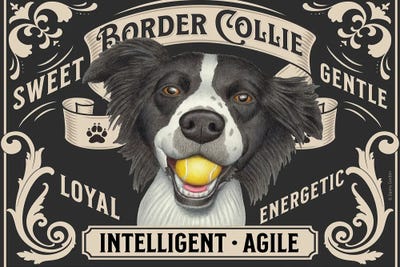 Border Collie Ball In Mouth Stamp Horizontal by Danny Gordon canvas print