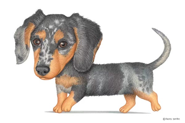 Dachshunds: Dachshund by Danny Gordon