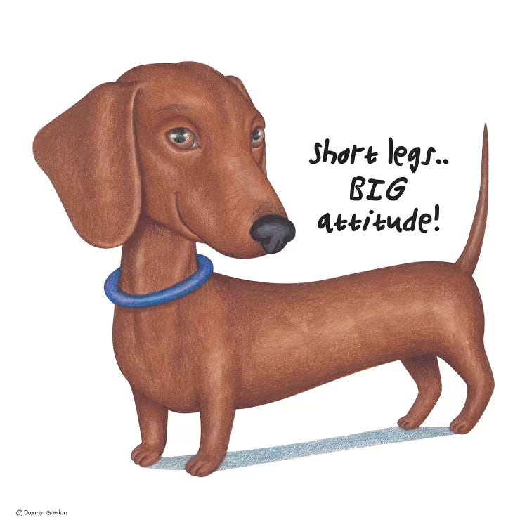 Dachshund Big Attitude