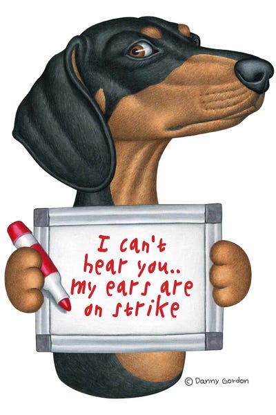 Dachshunds: Black Dachshund With Dry Erase Board by Danny Gordon