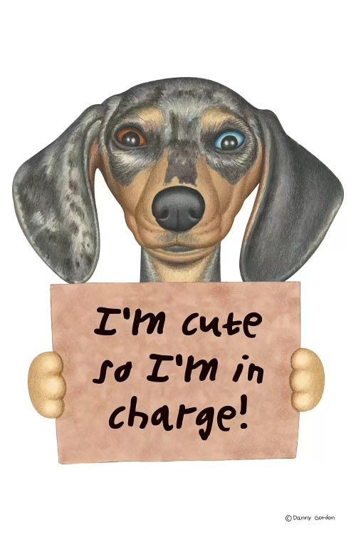 Dachshund I'm Cute Two Eye Colors by Danny Gordon wall art