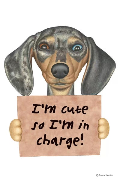 Dachshunds: Dachshund I'm Cute Two Eye Colors by Danny Gordon