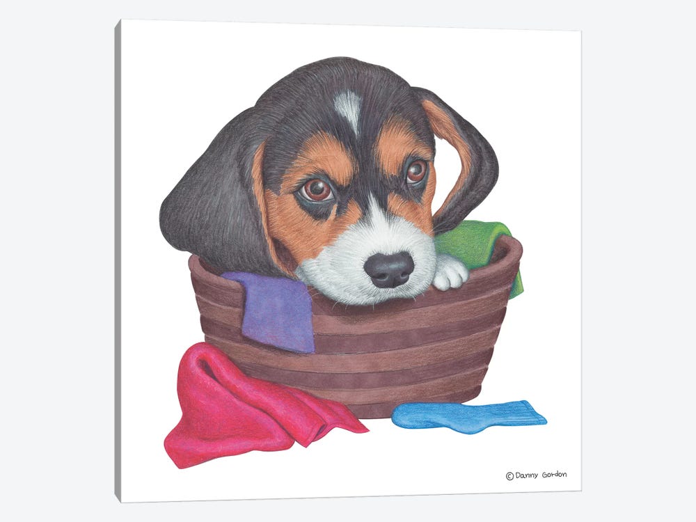 Beagle In Laundry Basket by Danny Gordon 1-piece Canvas Artwork