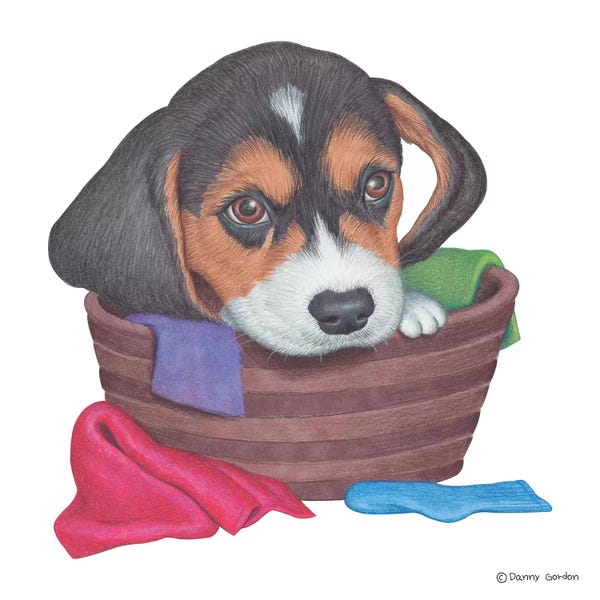 Beagles: Beagle In Laundry Basket by Danny Gordon