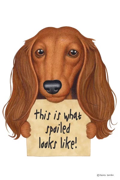Dachshunds: Dachshund Spoiled Looks Like by Danny Gordon