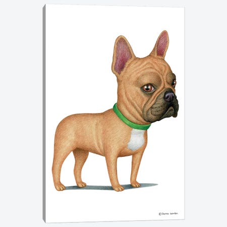 French Bulldog Tan Canvas Print #DNG67} by Danny Gordon Canvas Wall Art