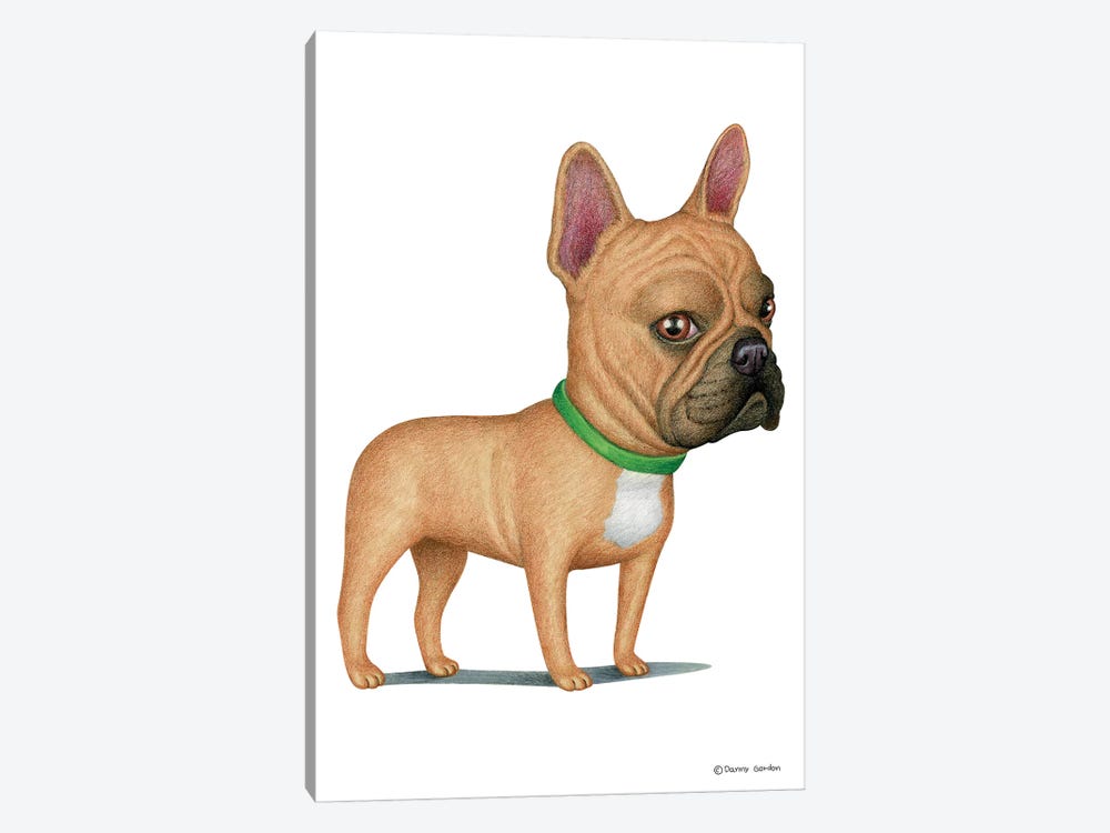 French Bulldog Tan by Danny Gordon 1-piece Canvas Wall Art
