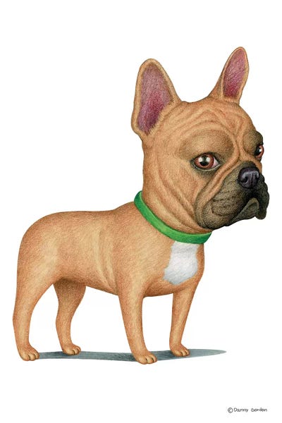 French Bulldogs: French Bulldog Tan by Danny Gordon