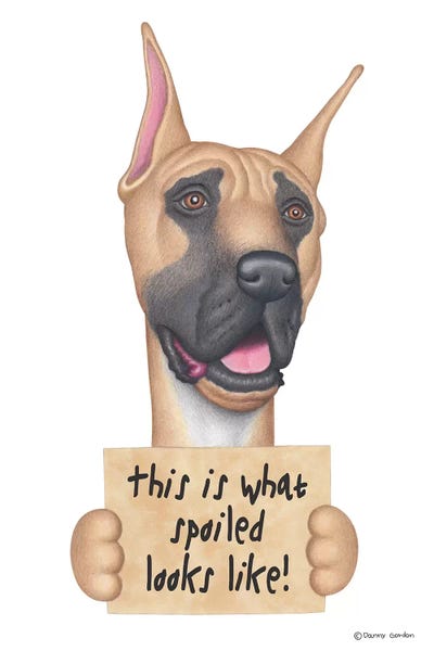 Great Dane Spoiled Looks Like by Danny Gordon canvas print