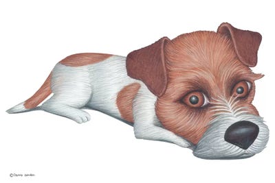 Jack Russell Terrier by Danny Gordon canvas print