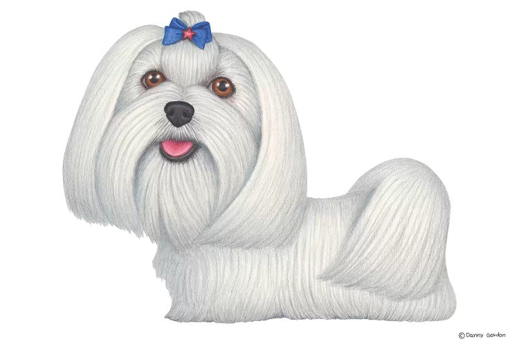 Maltese by Danny Gordon wall art