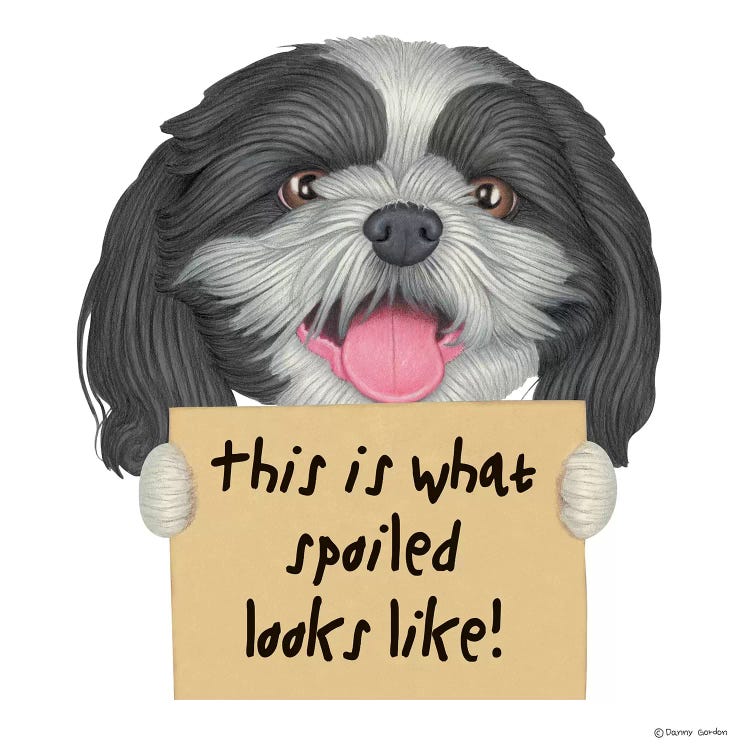 Shih Tzu Spoiled Looks Like by Danny Gordon wall art