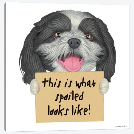 Shih Tzu Spoiled Looks Like Canvas Print #DNG95} by Danny Gordon Canvas Print