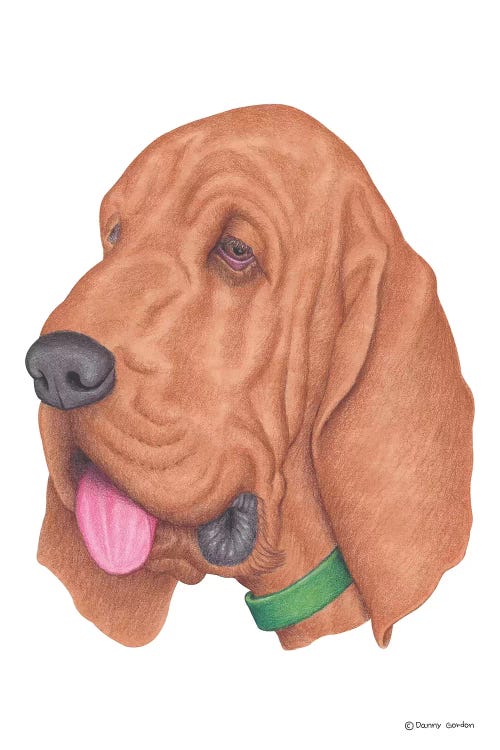 Bloodhound by Danny Gordon wall art