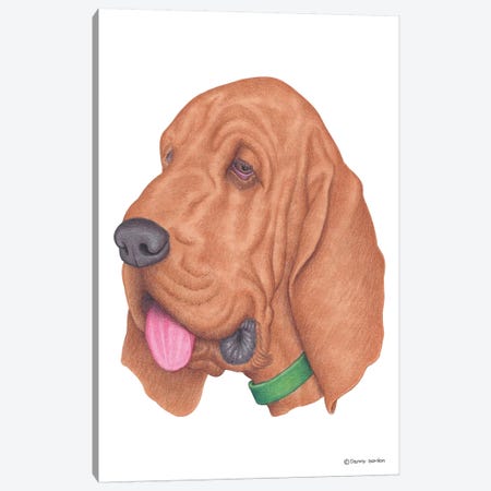 Bloodhound Canvas Print #DNG9} by Danny Gordon Art Print