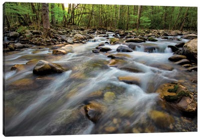 Golden Flow Canvas Art Print - River, Creek & Stream Art