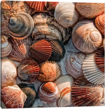 What the Shell Canvas Art Print