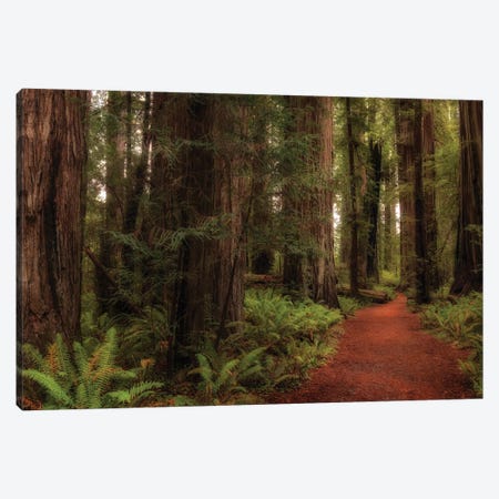 A Walk in the Woods I Canvas Print #DNY125} by Danny Head Canvas Print