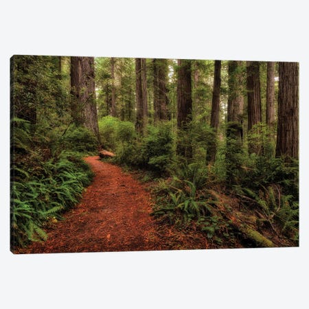 A Walk in the Woods II Canvas Print #DNY126} by Danny Head Canvas Art Print