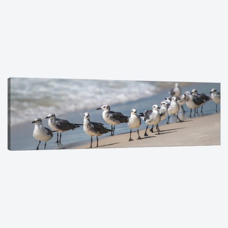 What's Up Gulls Canvas Print #DNY145} by Danny Head Canvas Print