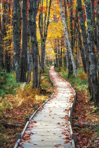 Autumn Boardwalk I by Danny Head metal wall art