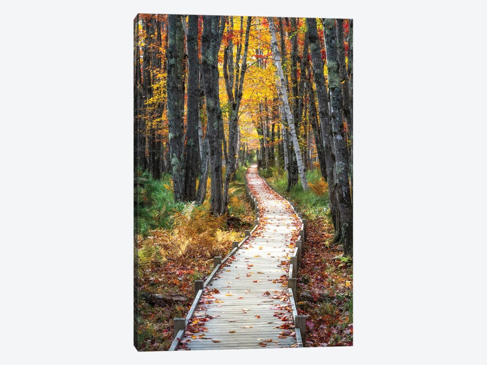 Autumn Boardwalk I by Danny Head 1-piece Canvas Artwork