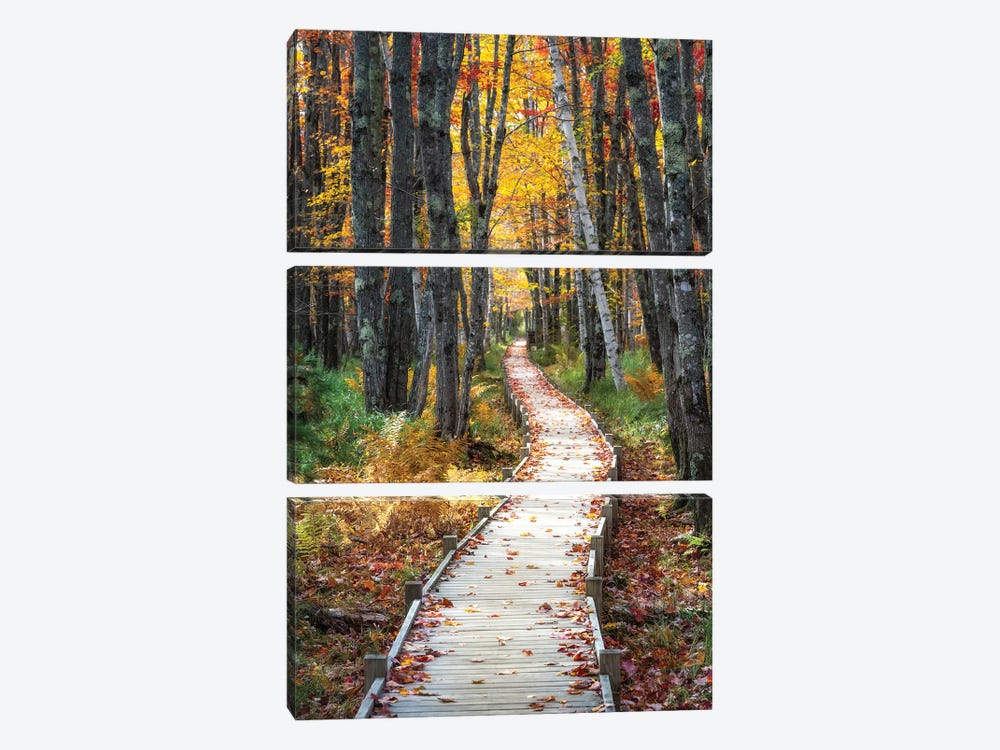 Autumn Boardwalk I by Danny Head 3-piece Canvas Art