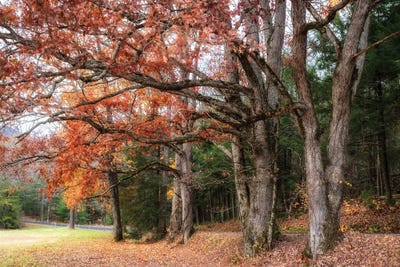 Autumn Drive II by Danny Head metal wall art