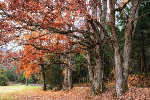 Danny Head: Autumn Drive II by Danny Head