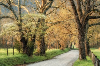 Dogwoods by Danny Head metal wall art