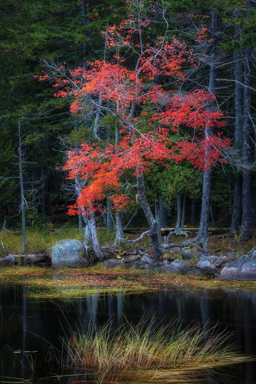 Red Reflections I by Danny Head wall art