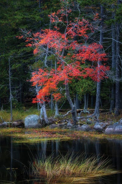 Danny Head: Red Reflections I by Danny Head