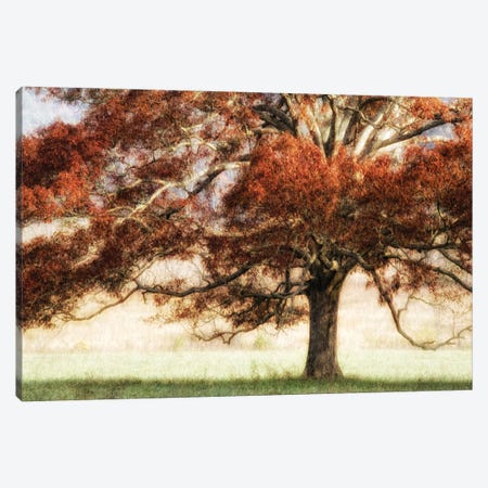 Sunbathed Oak I Canvas Print #DNY1} by Danny Head Canvas Art
