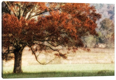 Sunbathed Oak II Canvas Art Print - Country Scenic Photography