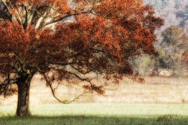 Oak Trees: Sunbathed Oak II by Danny Head