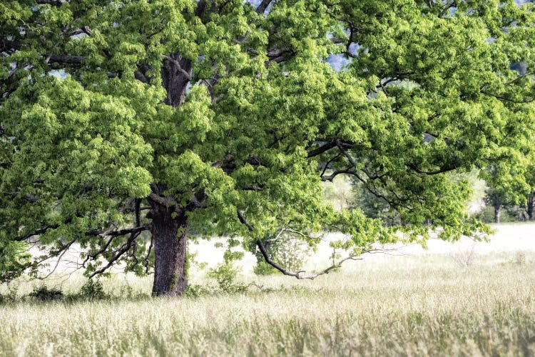 Tree In Summer